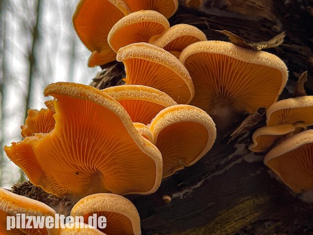 Orangeseitling, Phyllotopsis nidulans