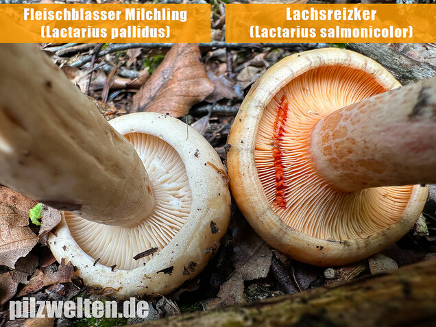 Lachsreizker, Lactarius salmonicolor
