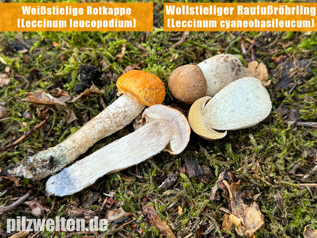 Weißstielige Rotkappe, Espenrotkappe, Leccinum leucopodium