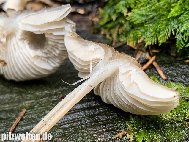 Rosablättriger Helmling, Mycena galericulata