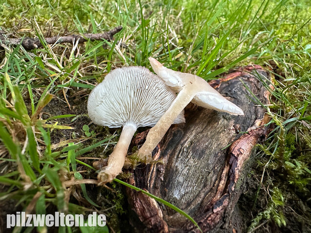 Rosenroter Schönkopf, Rugosomyces persicolor