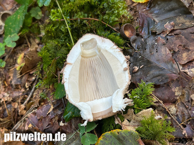 Rußbrauner Riesenschirmling, Düsterer Parasol, Macrolepiota procera var. fuliginosa