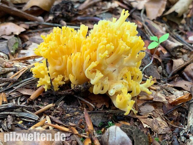 Schwefelgelbe Koralle, Ramaria flava