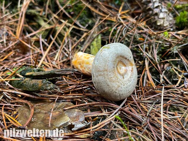 Spangrüner Kiefernreizker, Lactarius semisanguifluus