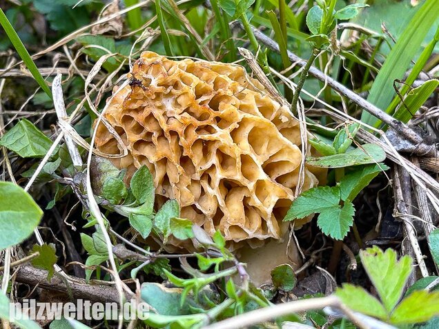 Speisemorchel, Morchella esculenta