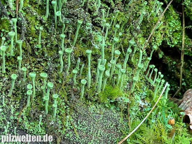 Trompetenflechte, Cladonia fimbriata