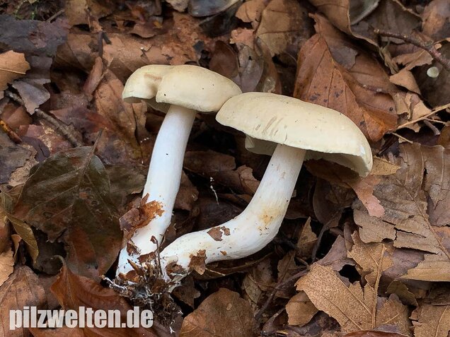 Unverschämter Ritterling, Tricholoma lascivum
