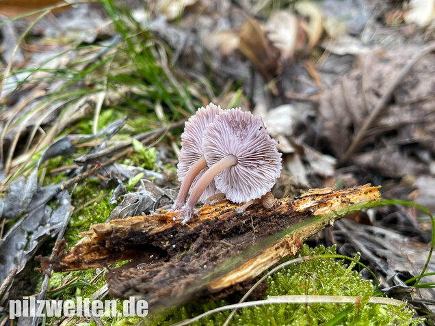 Violettblättriges Tausendblatt, Baeospora myriadophylla