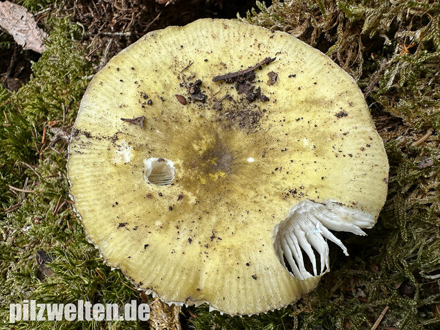 Violettstieliger Pfirsichtäubling, Russula violeipes