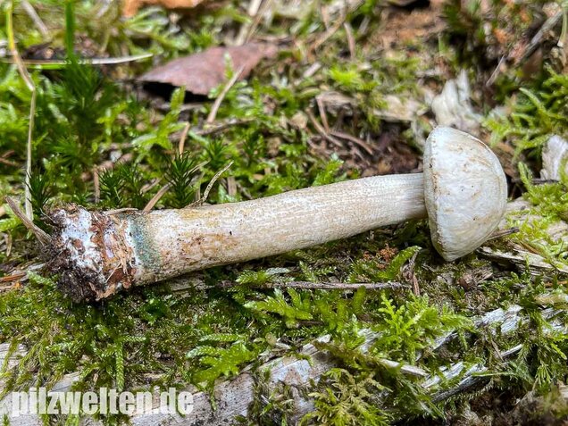 Wollstieliger Raufußröhrling (weiße Form), Leccinum cyaneobasileucum
