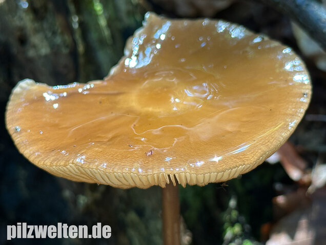 Wurzelnder Schleimrübling, Grubiger Wurzelrübling, Hymenopellis radicata