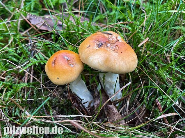 Ziegelgelber Schleimkopf, Semmelgelber Schleimkopf, Cortinarius varius