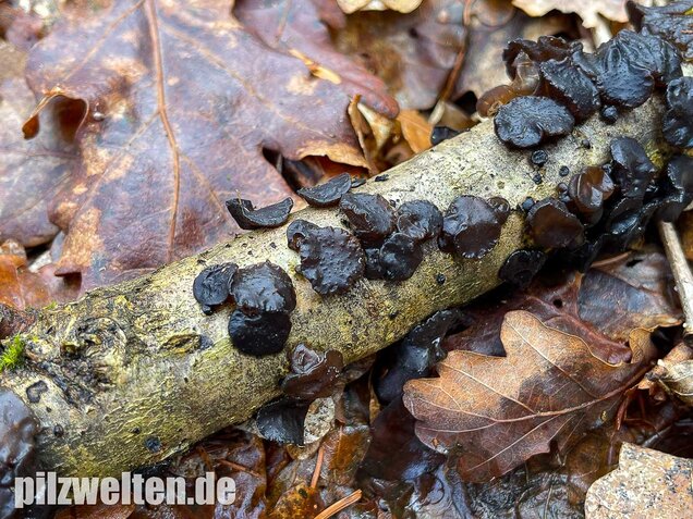 Abgestutzter Drüsling, Stoppeliger Drüslinge, Exidia glandulosa