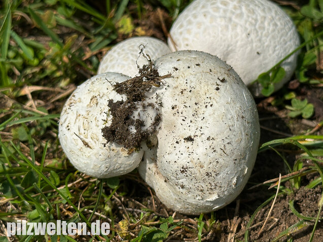Bleigrauer Zwergbovist, Bleibovist, Bovista plumbea
