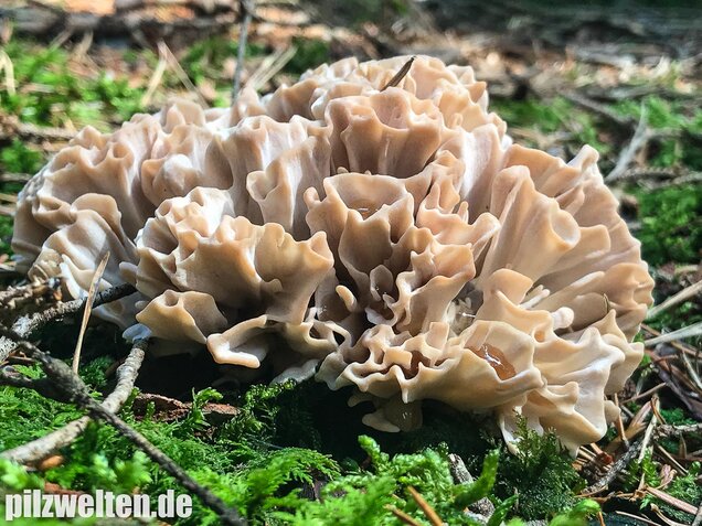 Breitblättrige Glucke, Sparassis brevipes