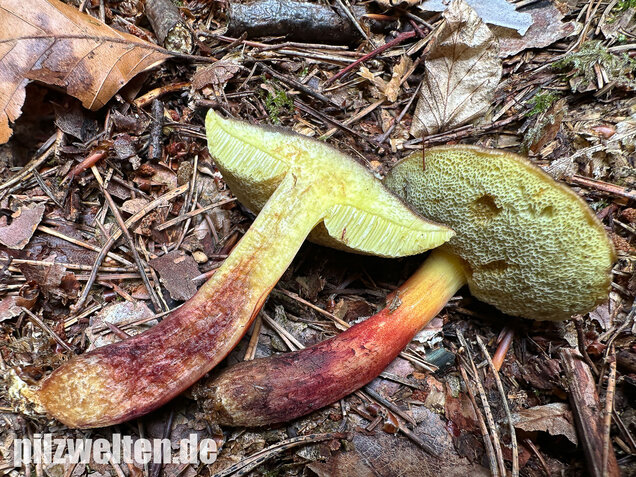 Echter Rotfußröhrling, Xerocomellus chrysenteron