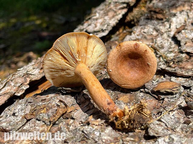 Eichenmilchling, Lactarius quietus