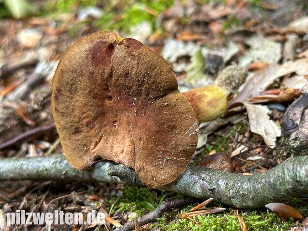 Europäisches Goldblatt, Phylloporus pelletieri