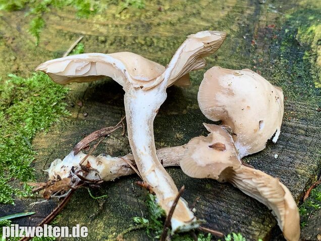Fleischbräunlicher Anistrichterling, Clitocybe obsoleta