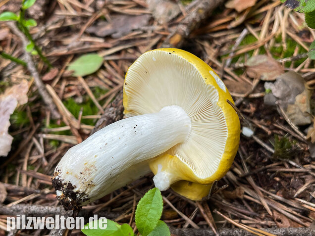 Gelber Graustieltäubling, Russula claroflava