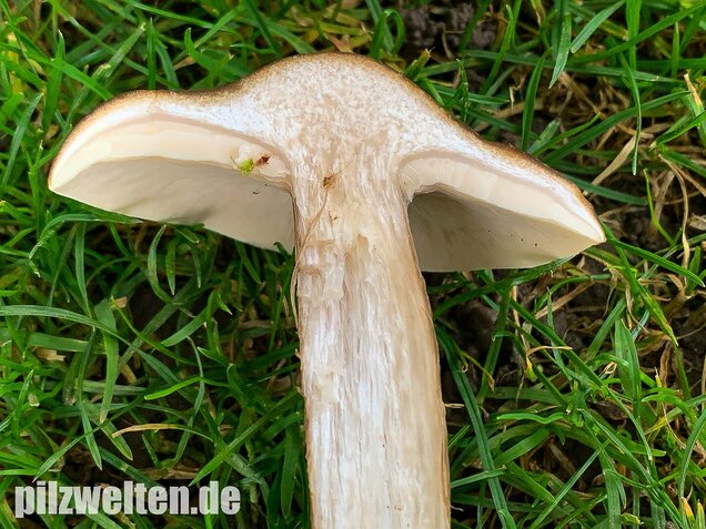 Gemeiner Weichritterling, Melanoleuca melaleuca