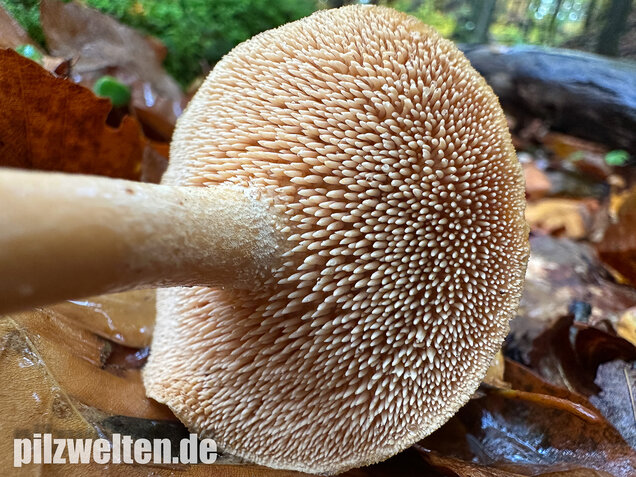 Genabelter Semmelstoppelpilz, Hydnum umbilicatum