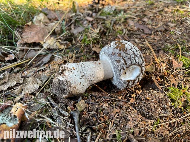 Grauer Wulstling, Amanita excelsa