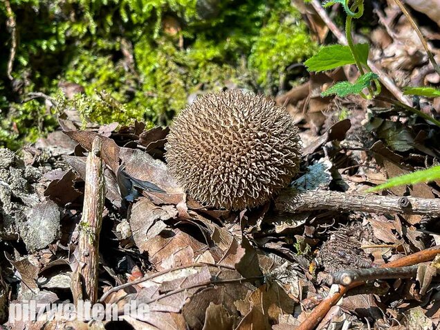 Igelstäubling, Lycoperdon echinatum