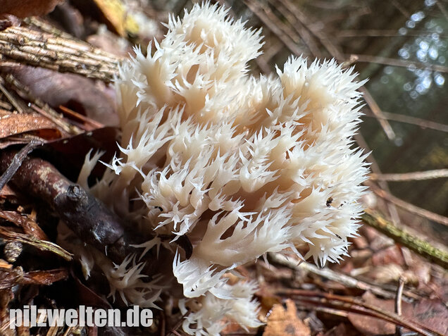 Kammkoralle, Kammförmiger Keulenpilz, Clavulina coralloides