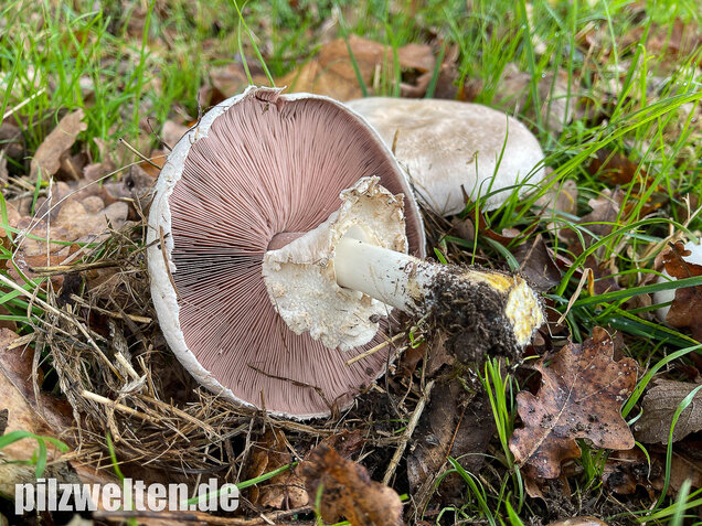 Karbolchampignon, Agaricus xanthodermus