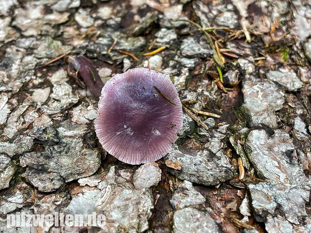 Lila Rettichhelmling, Mycena pura
