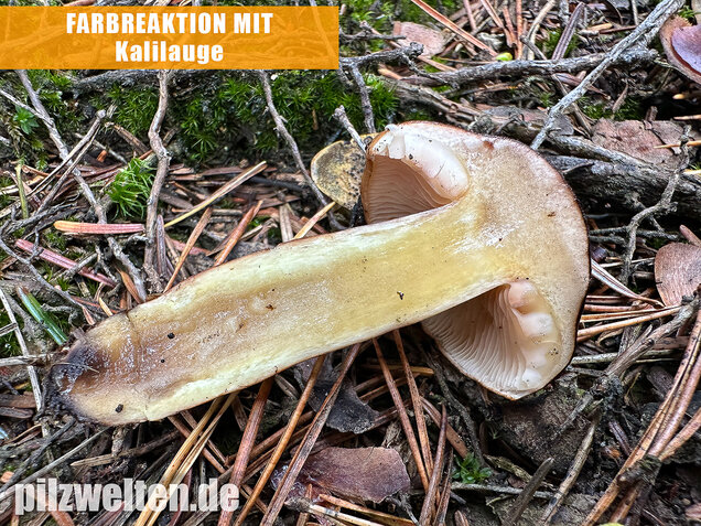 Geschupptstieliger Ritterling, Tricholoma fucatum