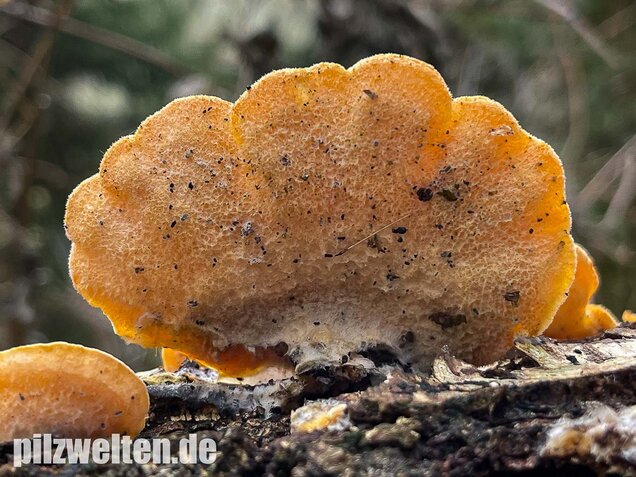 Orangeseitling, Phyllotopsis nidulans