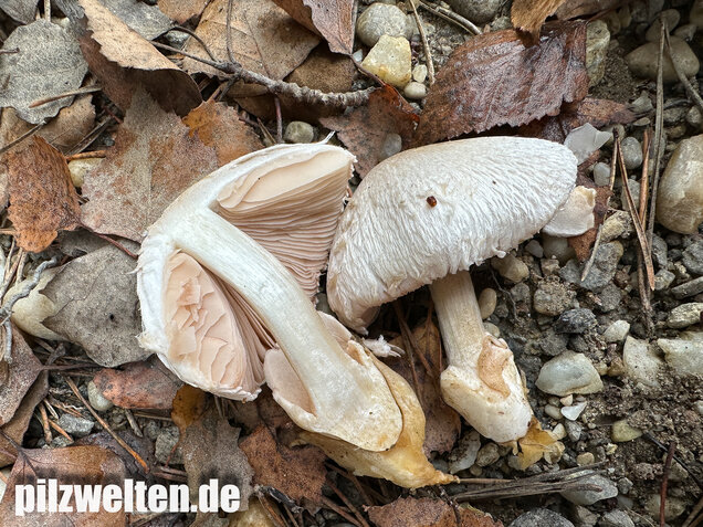 Parasitischer Scheidling, Volvariella surrecta