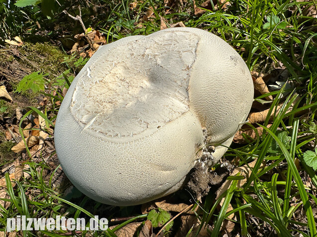 Riesenbovist, Calvatia gigantea