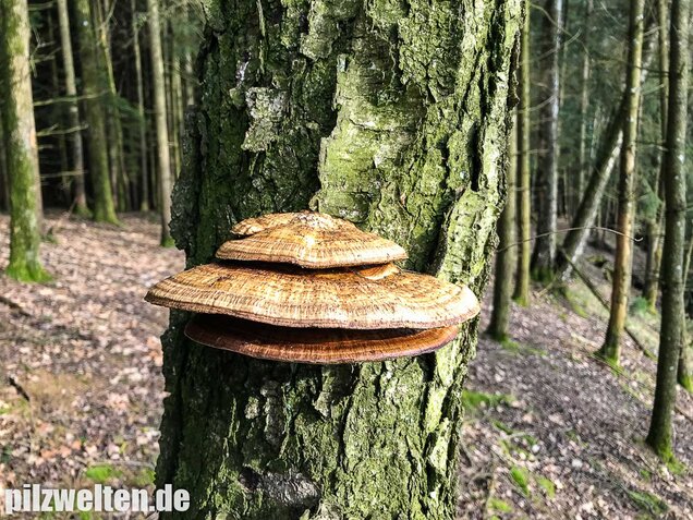 Rötende Tramete, Daedaleopsis confragosa