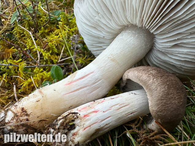 Rötender Erdritterling, Tricholoma orirubens