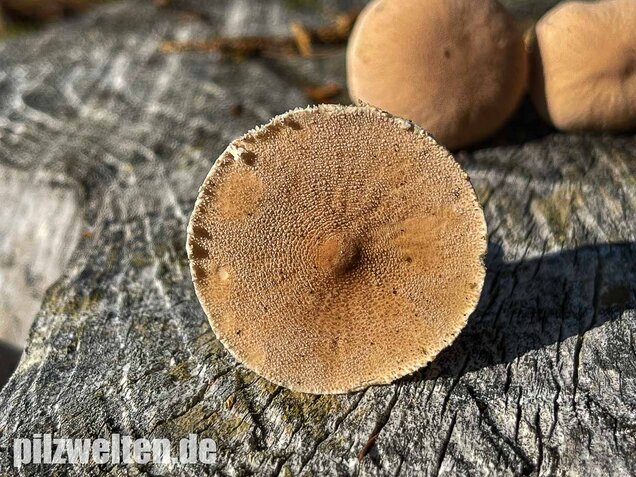 Starkriechender Körnchenschirmling, Cystoderma carcharias