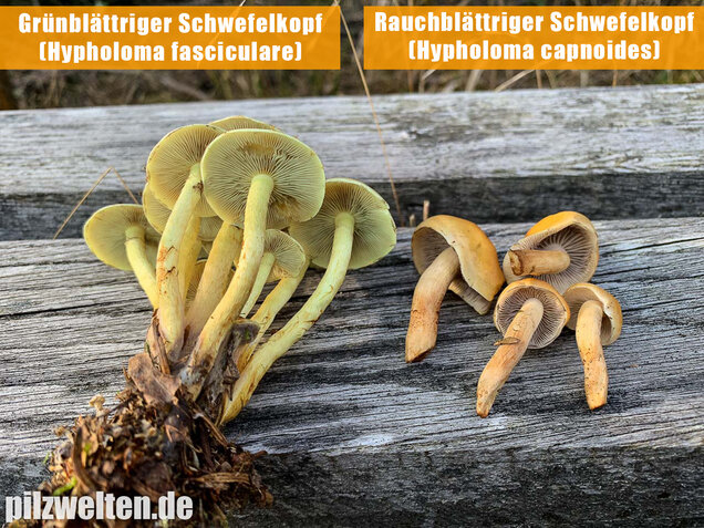 Rauchblättriger Schwefelkopf, Hypholoma capnoides