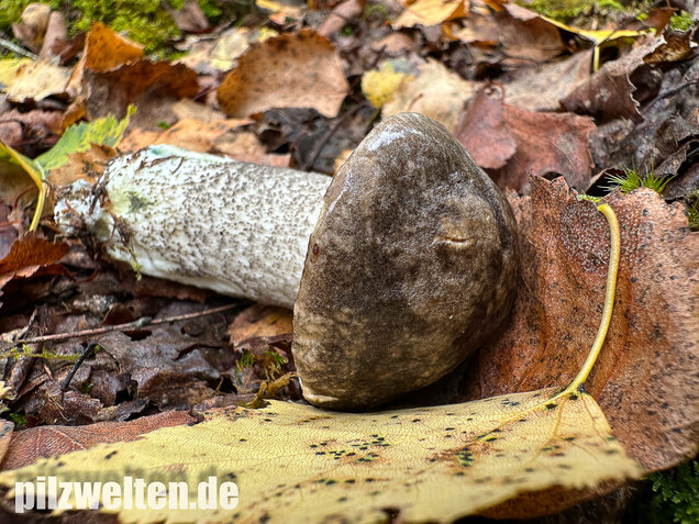 Vielverfärbender Birkenpilz, Leccinum variicolor
