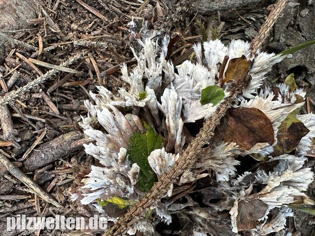 Weißer Warzenpilz, Blumenlederkoralle, Thelephora penicillata