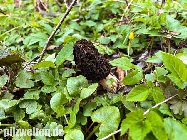 Spitzmorchel, Morchella elata, Morchella conica