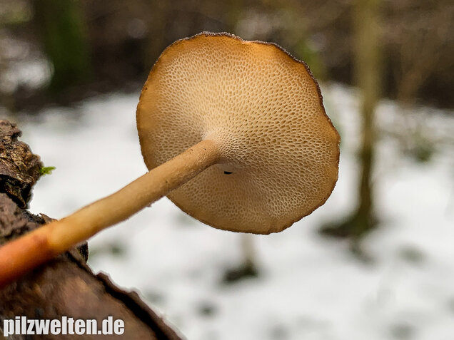 Winter-Stielporling, Lentinus brumalis