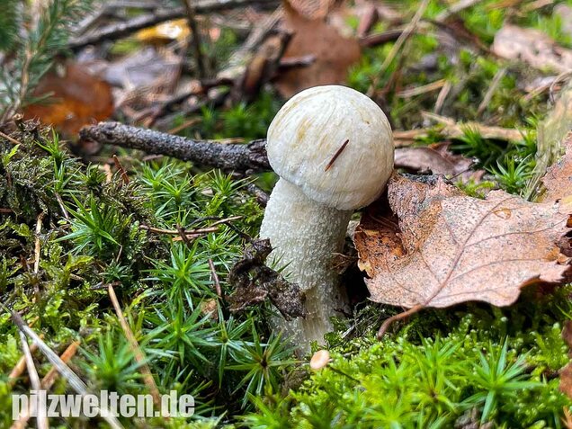 Wollstieliger Raufußröhrling (weiße Form), Leccinum cyaneobasileucum