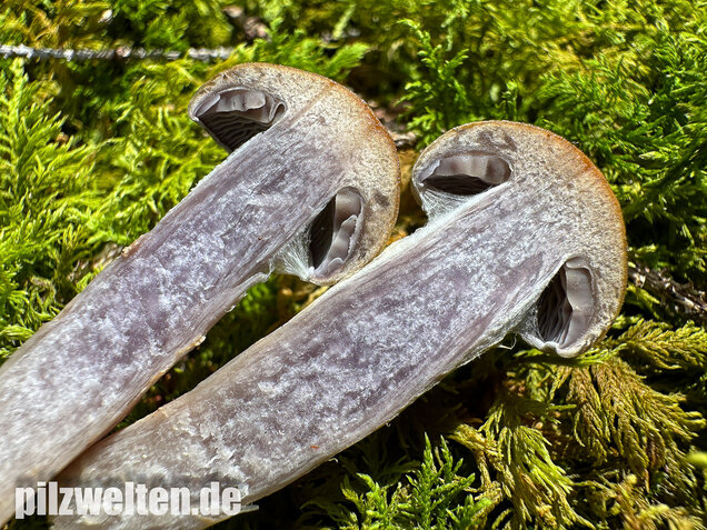 Olivgelber Schleimkopf, Cortinarius subtortus