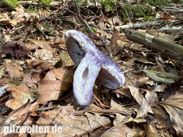 Klebriger Violettmilchling, Ungezonter Violettmilchling, Lactarius uvidus