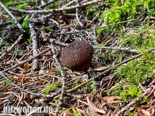 Brauner Stäubling, Lycoperdon umbrinum