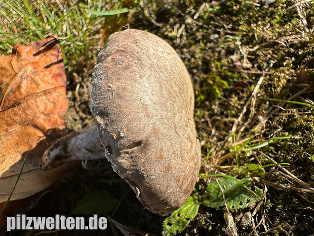 Braunschuppiger Wiesenchampignon, Agaricus moellerianus