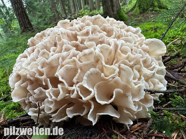 Breitblättrige Glucke, Sparassis brevipes