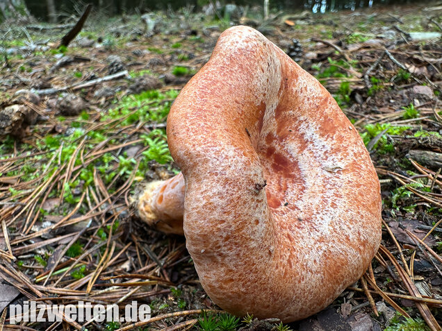 Edelreizker, Kiefernreizker, Blutreizker, Lactarius deliciosus
